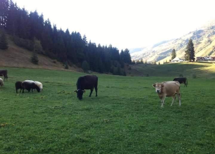 Isov Ranch Βίλα Πλαβ Εξωτερικό φωτογραφία
