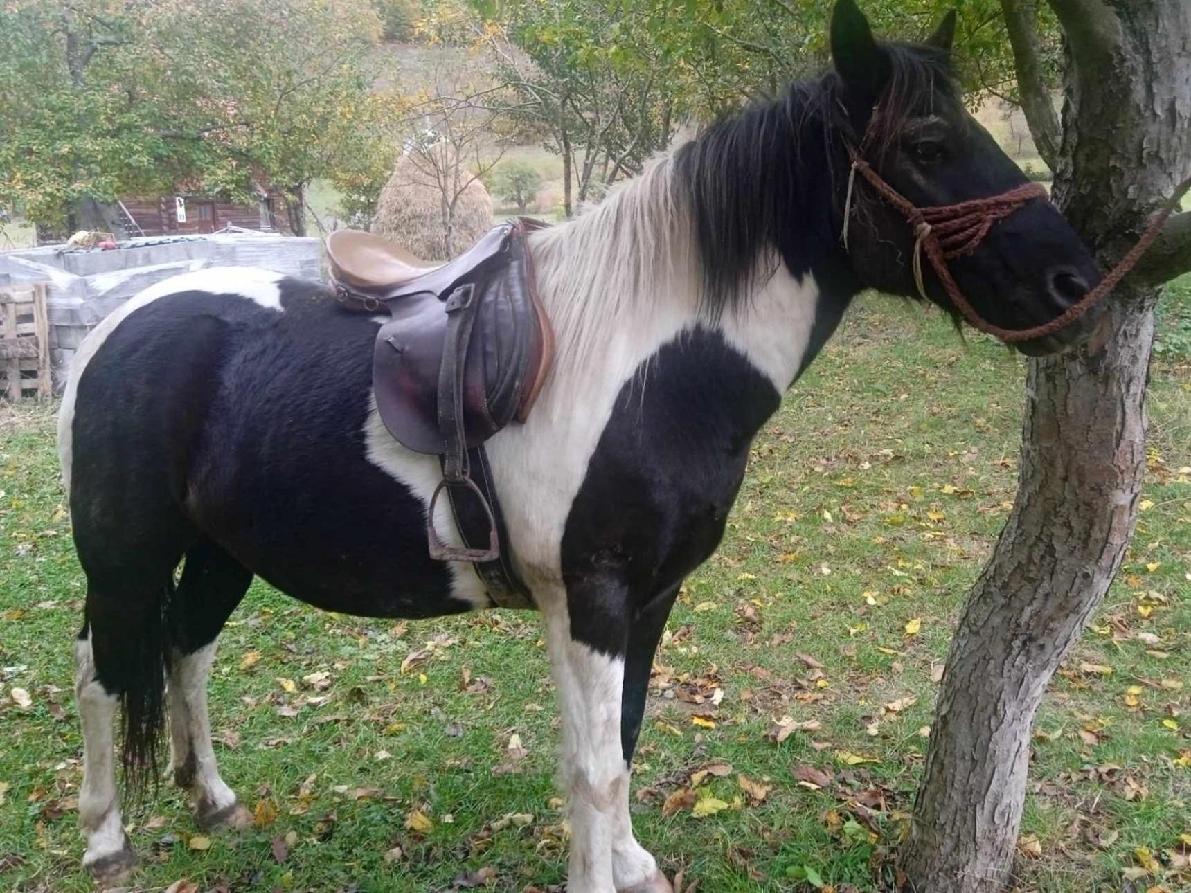 Isov Ranch Βίλα Πλαβ Εξωτερικό φωτογραφία